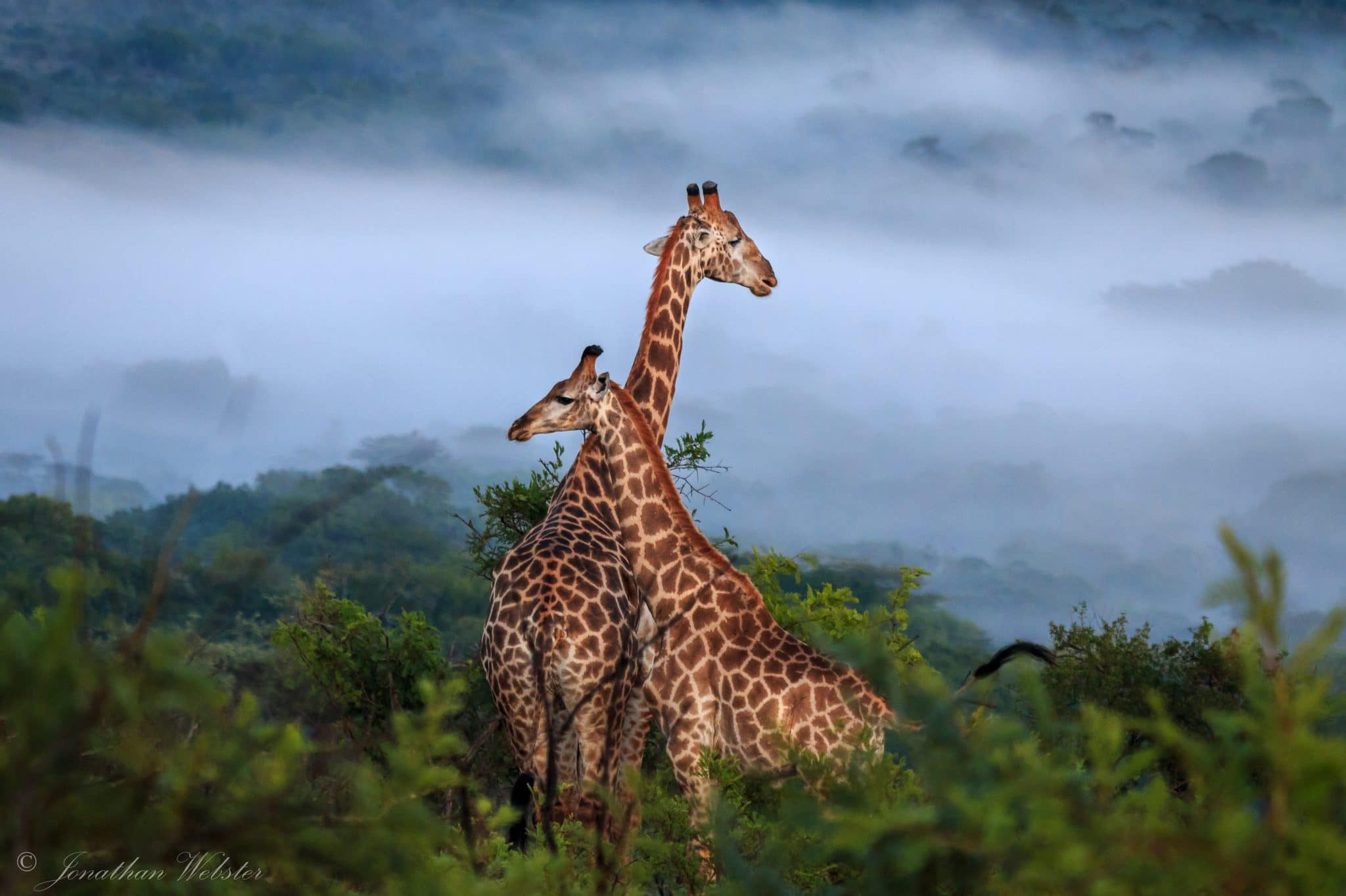Giraffen in Hluhluwe iMfolozi Park Zuid-Afrika