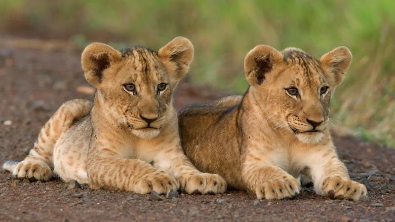 Leeuwen welpjes in Addo Elephant Park Zuid-Afrika