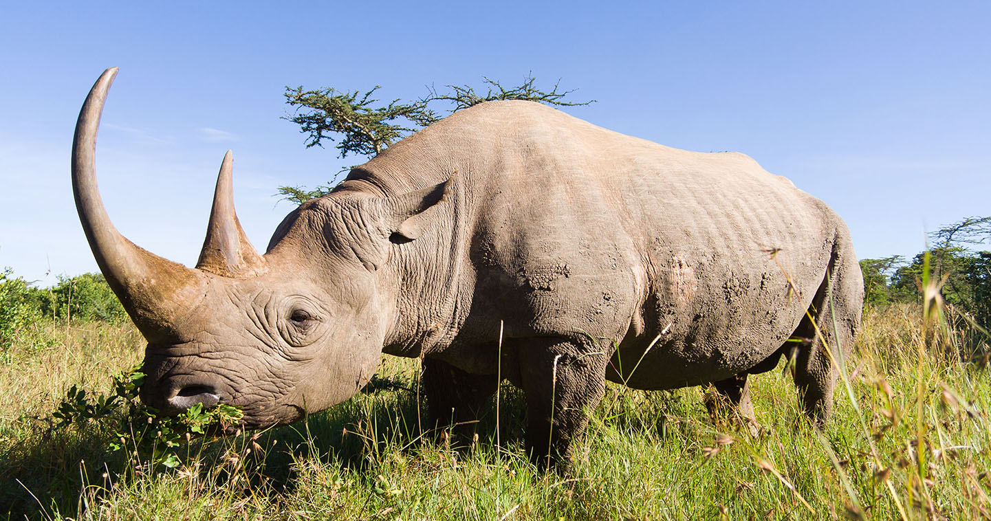 Neushoorn in Sabi Sands Game Reserve Zuid-Afrika