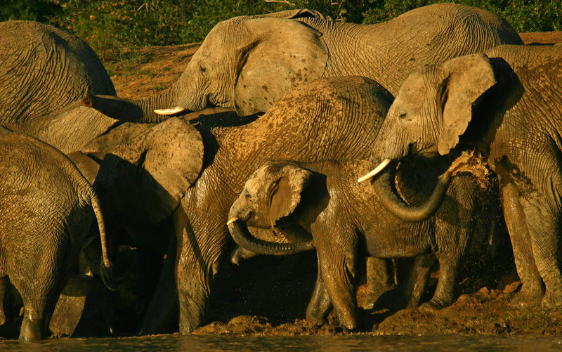 Olifanten in Kwandwe Private Game Reserve Zuid-Afrika