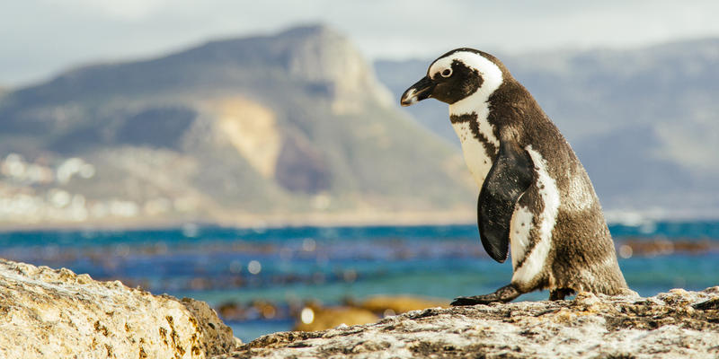Pinguïn bij Boulders Beach Zuid-Afrika (@Hillary Fox)
