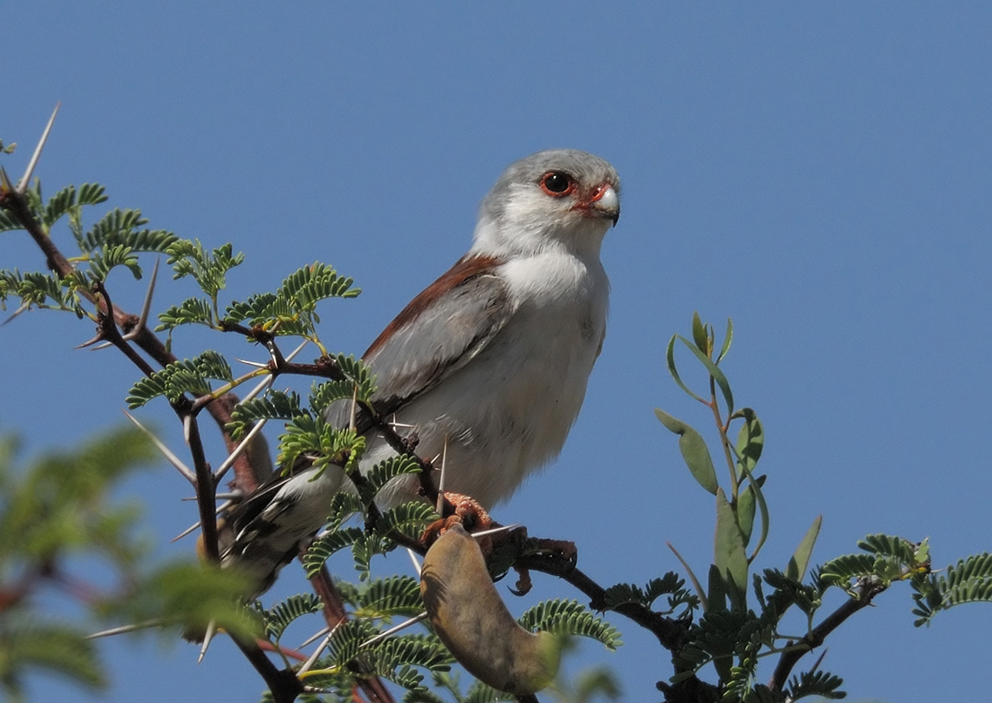 Pygmy Falcon in West Coast National Park Zuid-Afrika