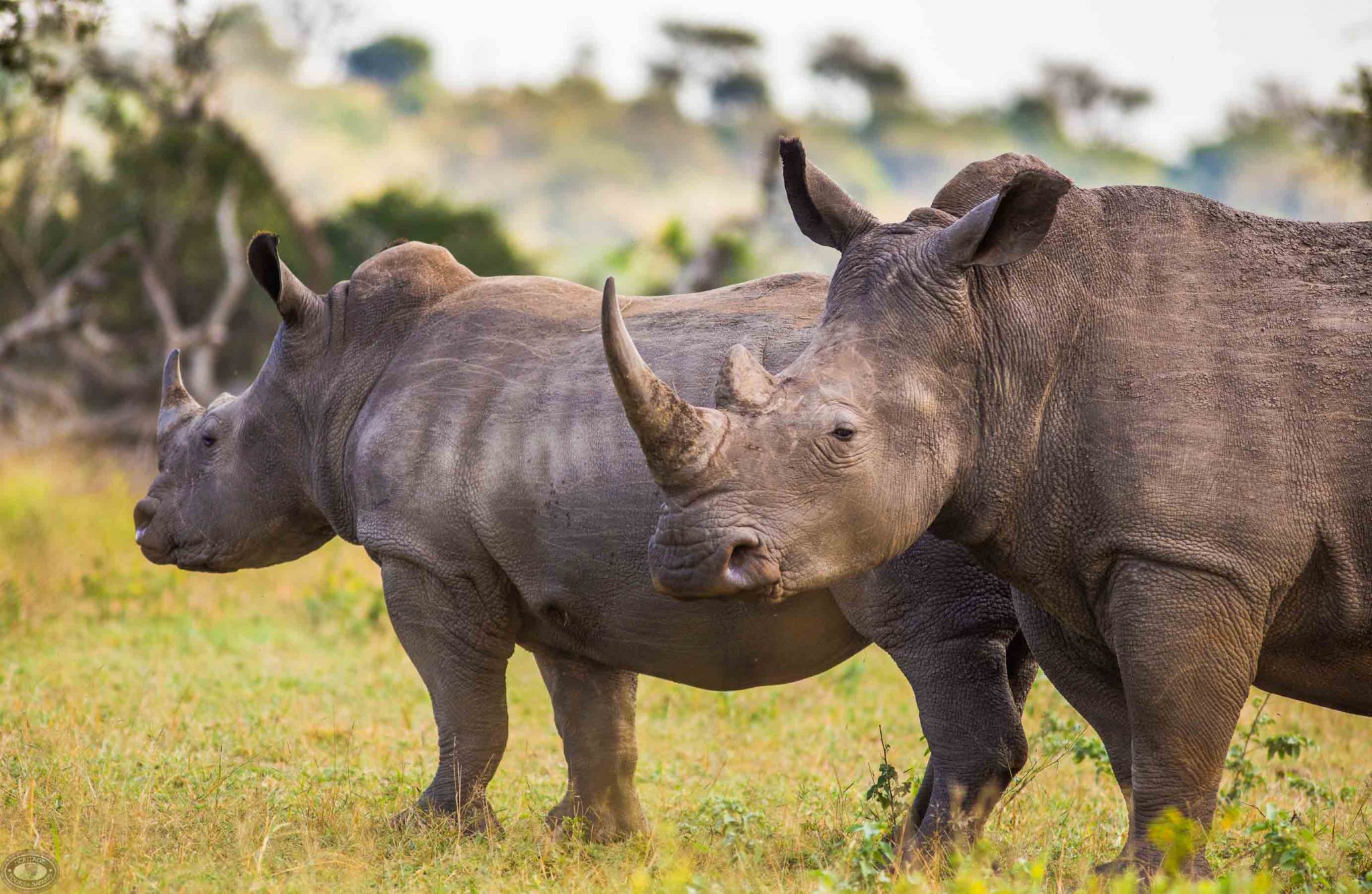 Witte neushoorns in Hluhluwe iMfolozi Park Zuid-Afrika