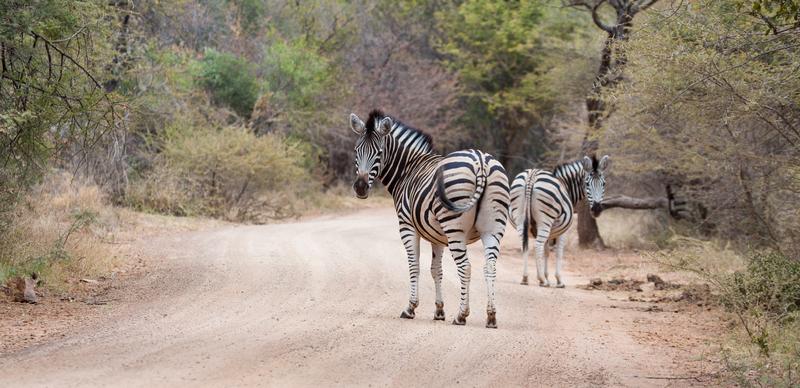 Zebra's in The Waterberg Biosphere Zuid-Afrika