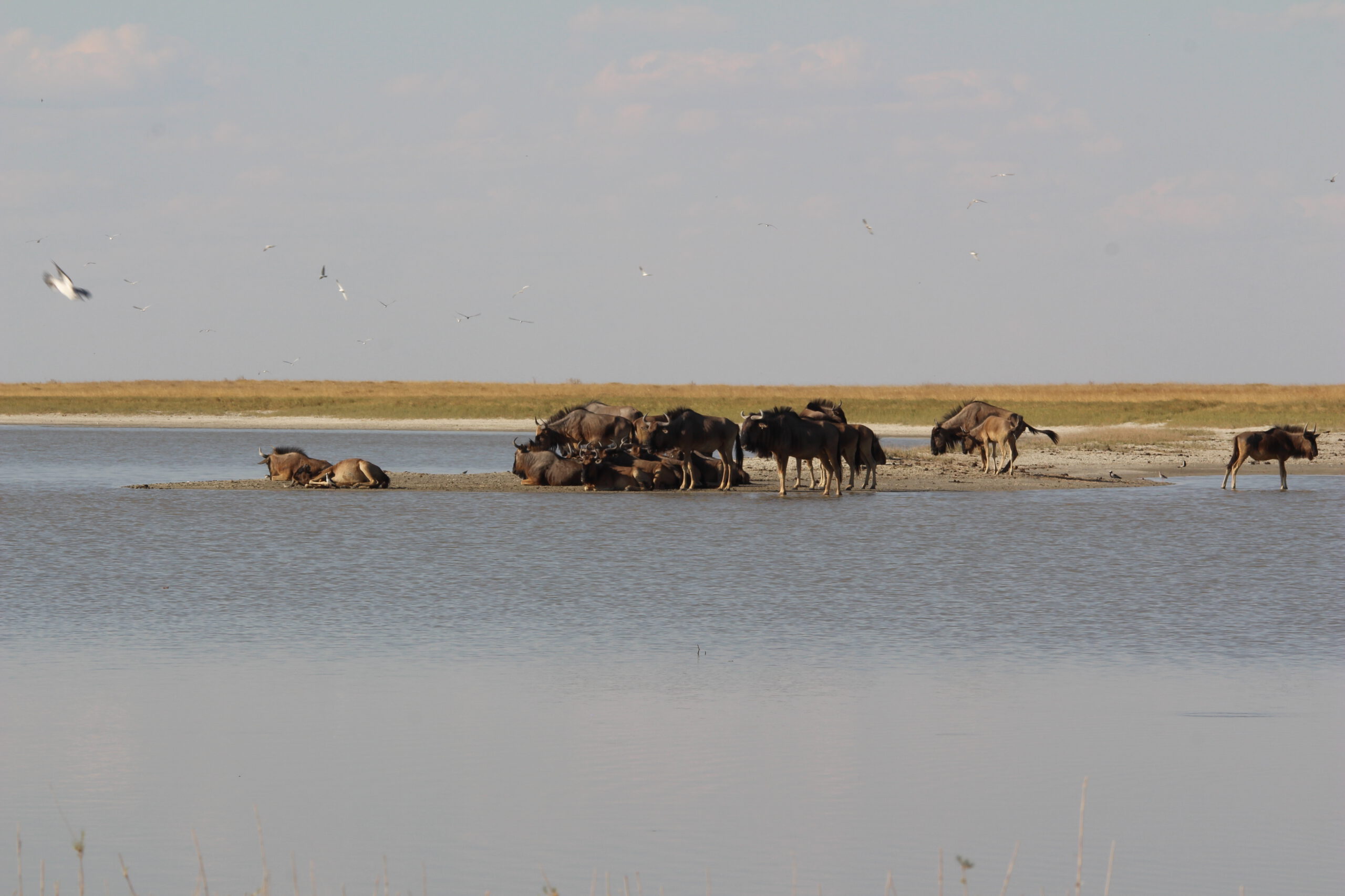 Wildebeesten in Nata Bird Sanctuary Botswana