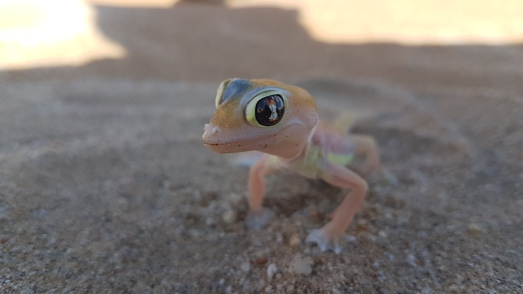 Namib Desert Gecko bij Swakopmund Namibië