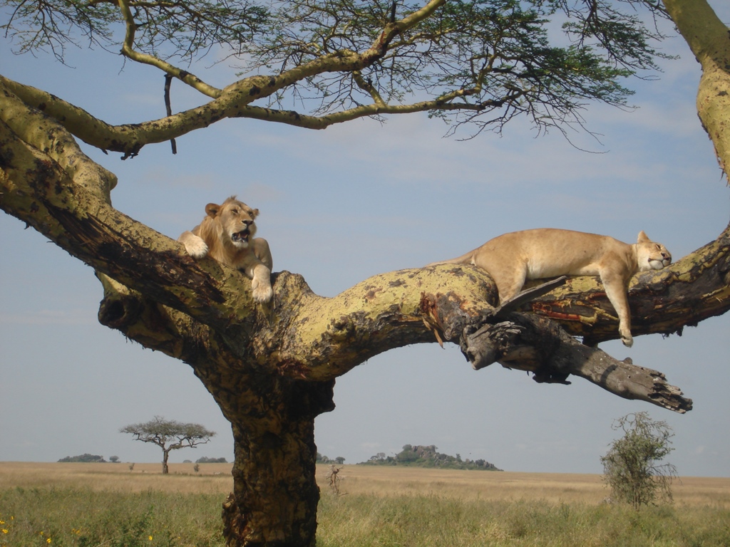 Boomklimmende leeuwen in Serengeti National Park Tanzania