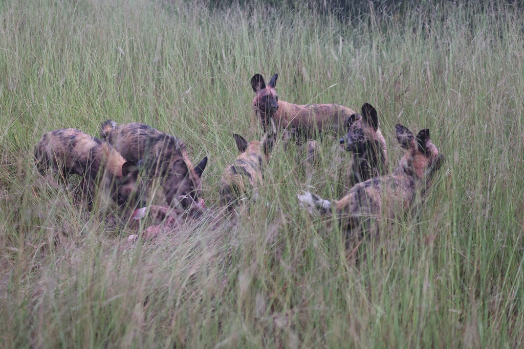 Afrikaanse wilde honden in Chobe National Park Botswana