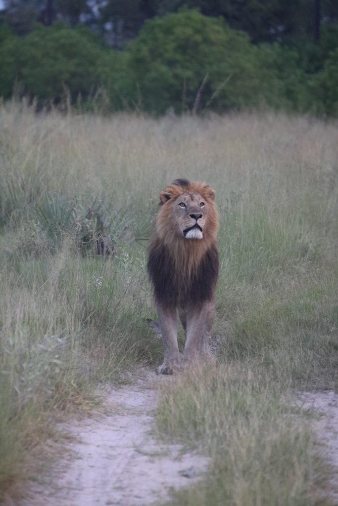 Nieuwsgierige leeuw in Okavango Delta Botswana