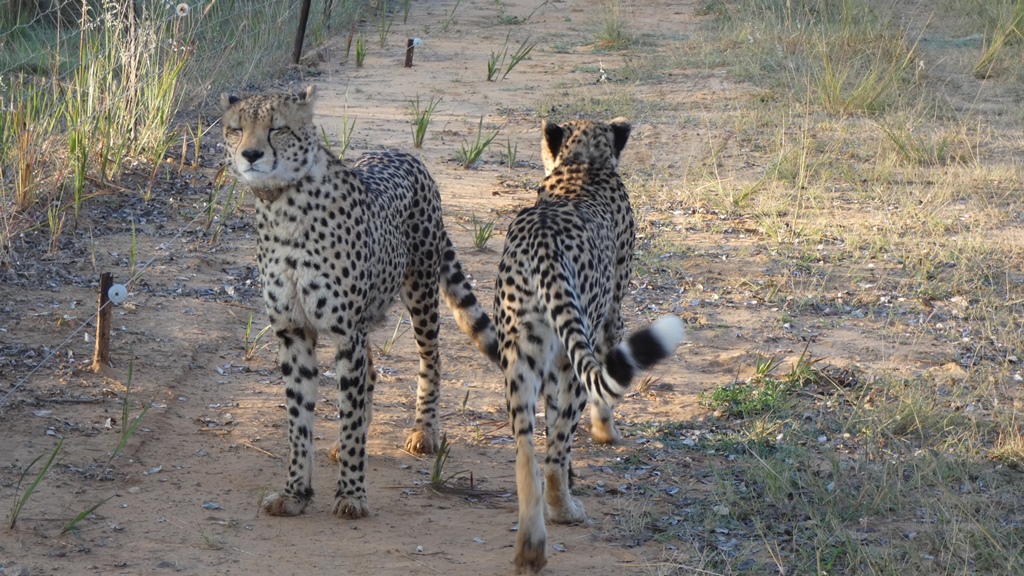 Cheetahs bij Entabeni Wildlife Conservancy Zuid-Afrika