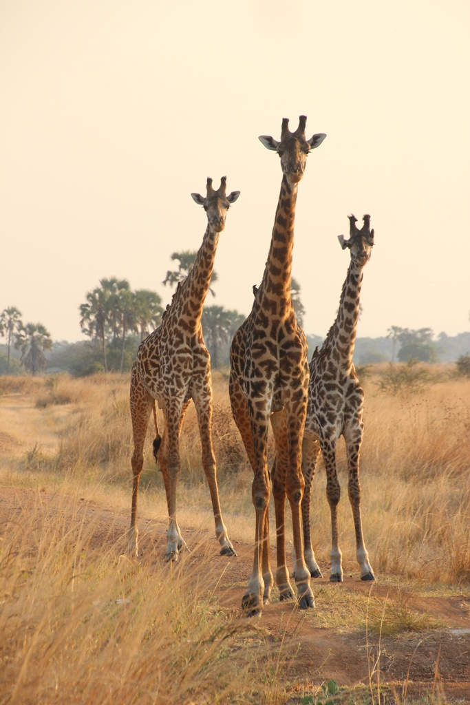 Giraffen in Katavi National Park