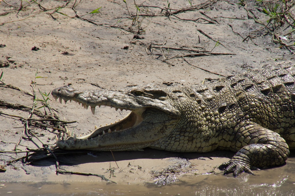 Krokodil in Katavi National Park Tanzania