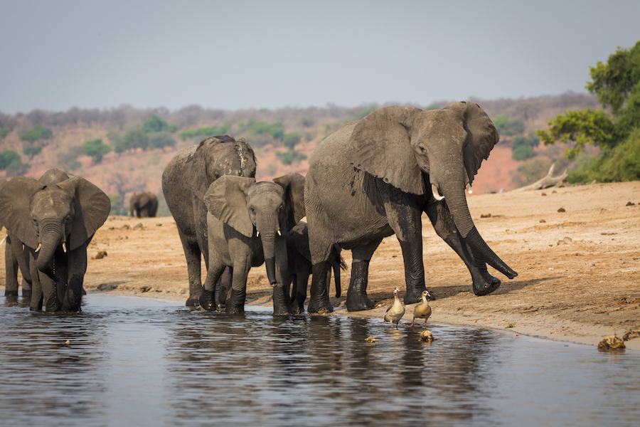Olifanten langs Chobe Riverfront Botswana