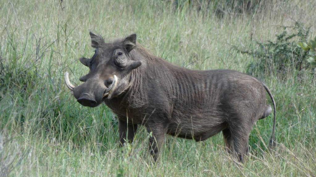 Warthog in Kruger National Park Zuid-Afrika