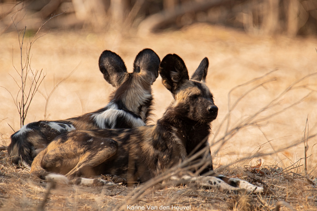 African Wild Dogs in Mana Pools Zimbabwe (foto credits Karine van den Heuvel)