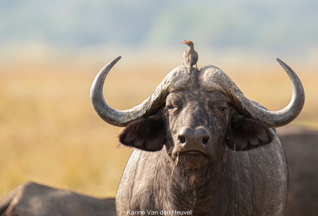 Buffel met Oxpecker in Mana Pools Zimbabwe (foto credits Karine van den Heuvel)