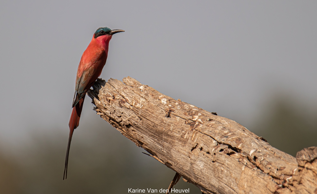 Carmine Bee-eater in Mana Pools Zimbabwe (foto credits Karine van den Heuvel)