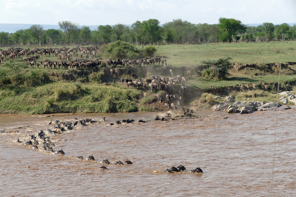 Great migration river crossing Mara rivier Tanzania