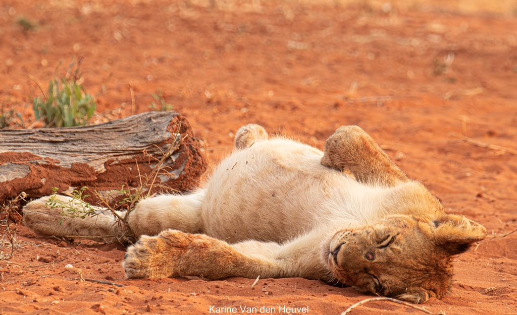 Leeuwen welpje in Matusadona National Park Zimbabwe (foto credits Karine van den Heuvel)