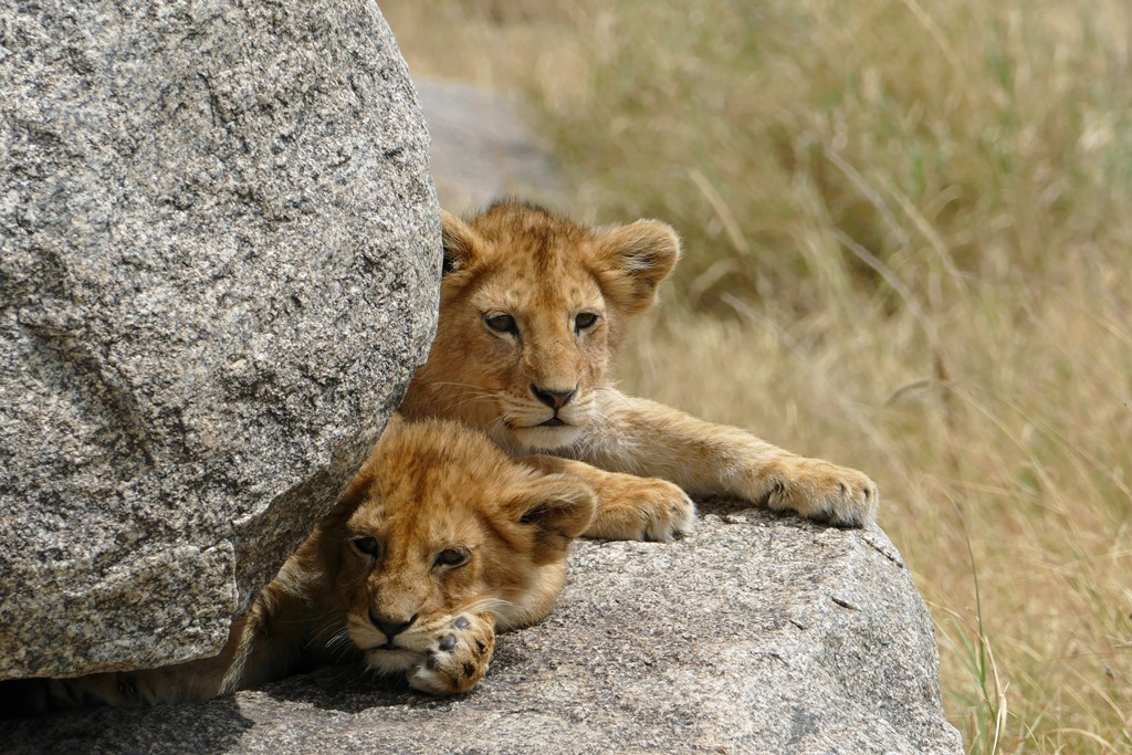 Leeuwen welpjes op Rock Kopies in Serengeti National Park Tanzania