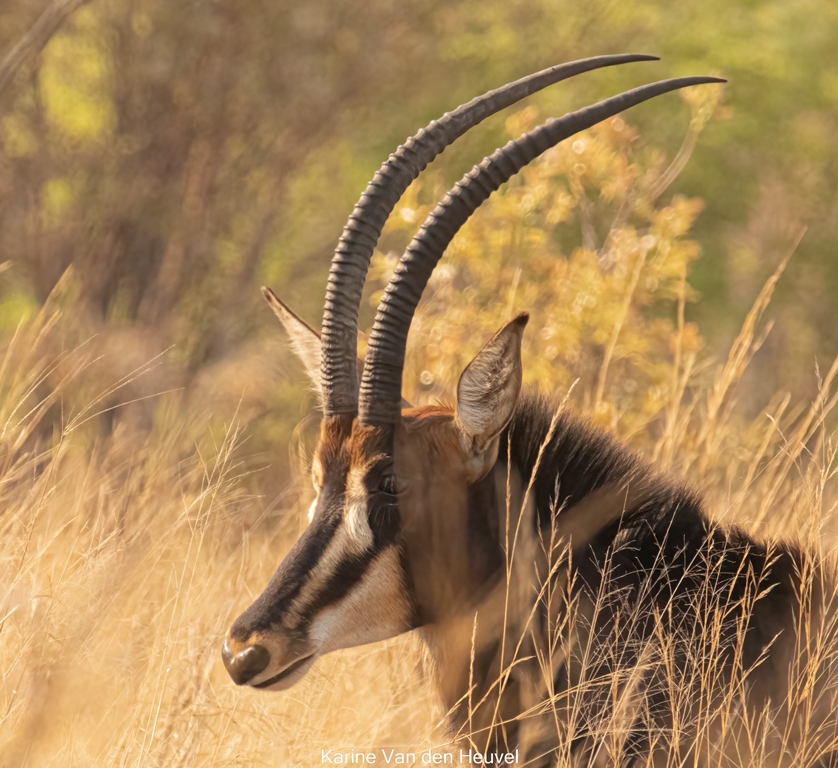 Sable antilope in Hwange National Park Zimbabwe (foto credits Karine van den Heuvel)