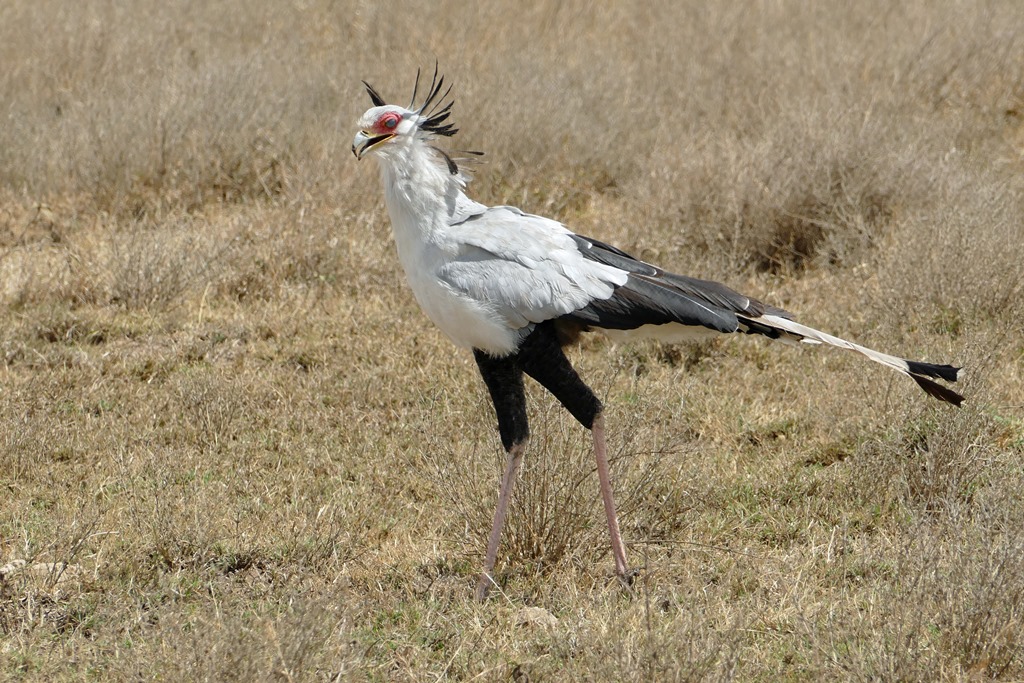 Secretarybird in Serengeti National Park Tanzania