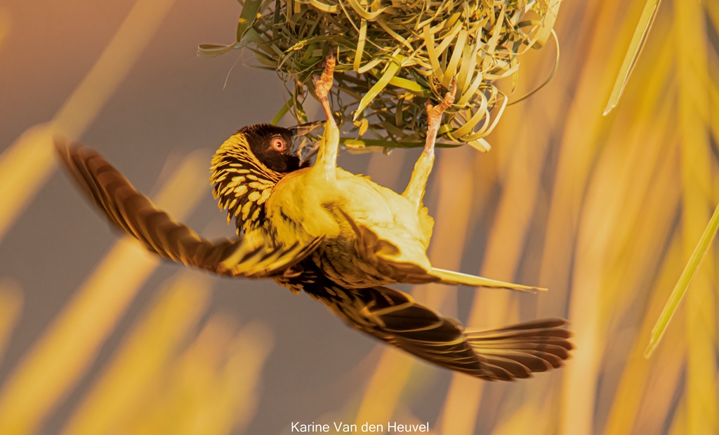 Southern Masked Weaver bij Victoria watervallen Zimbabwe (foto credits Karine van den Heuvel)