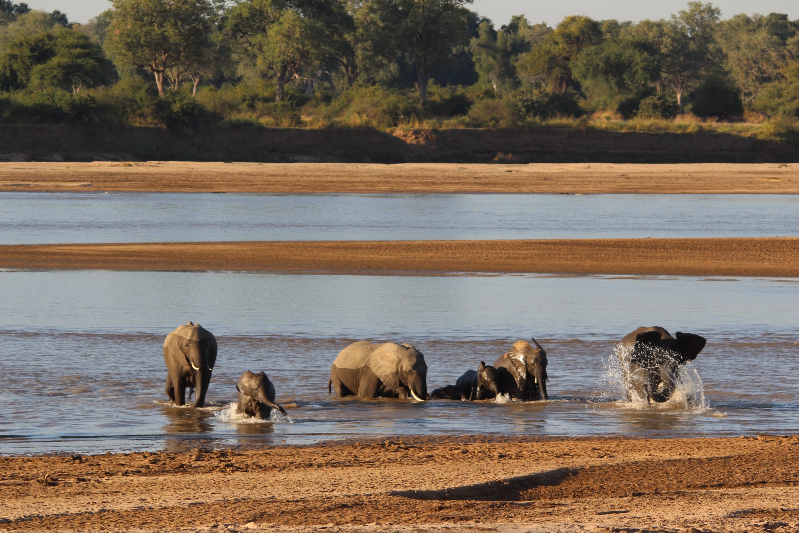 Olifanten in Luangwa rivier Zambia