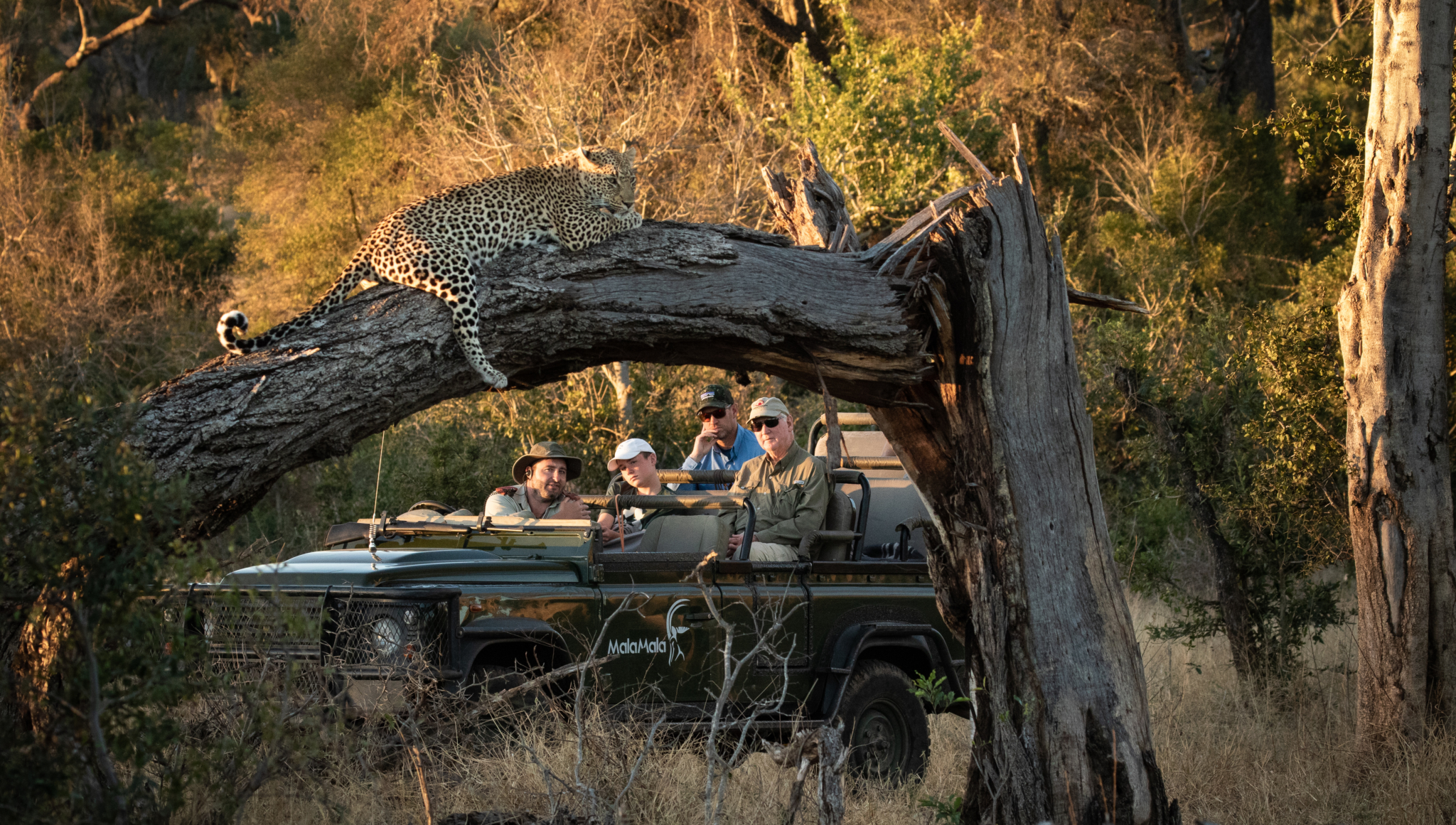 Luipaard spotten tijdens privé safari in Zuid-Afrika - Fotocredit: MalaMala