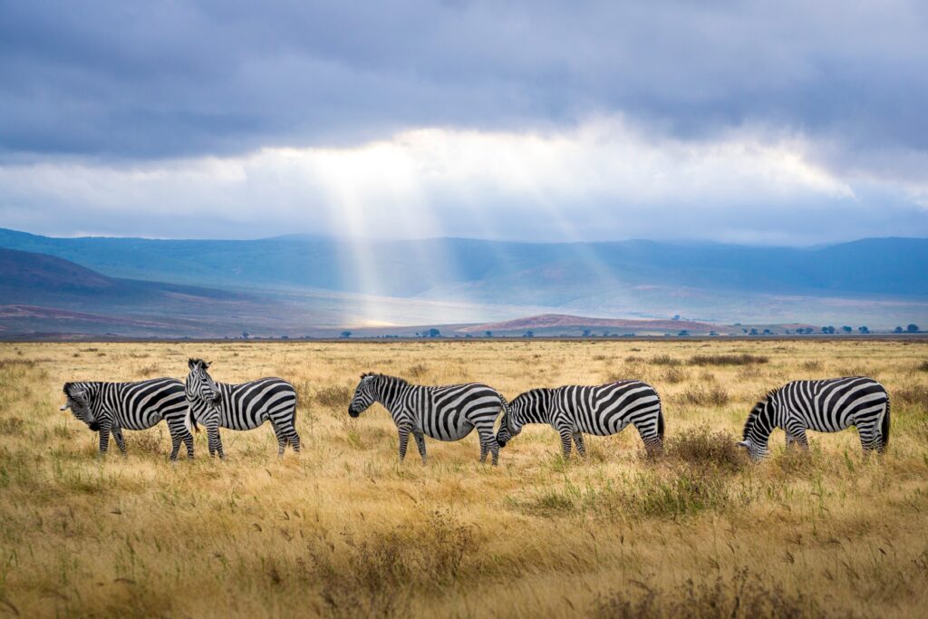 Ngorongoro Krater in de Rift Valley in Tanzania - Fotocredit Hendrik Cornelissen