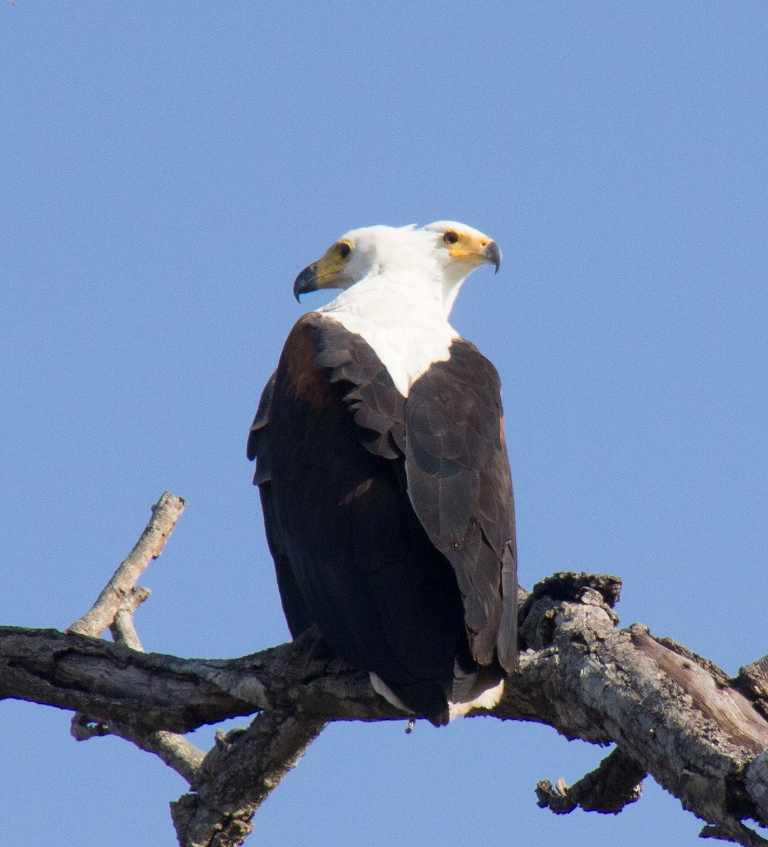 'Bijzondere' African Fish Eagle in Kafue National Park Zambia