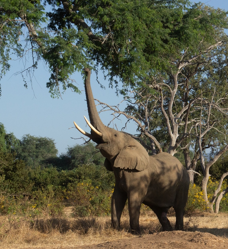 Browsende olifant in Lower Zambezi National Park Zambia