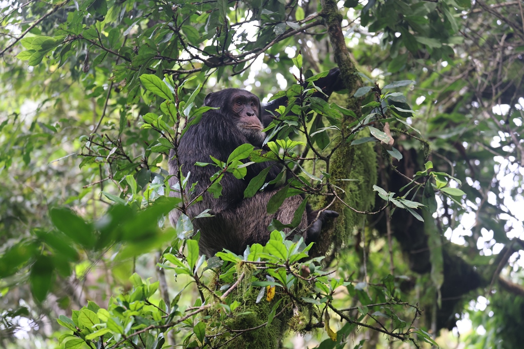 Chimpansee in Kibale Forest National Park in Uganda