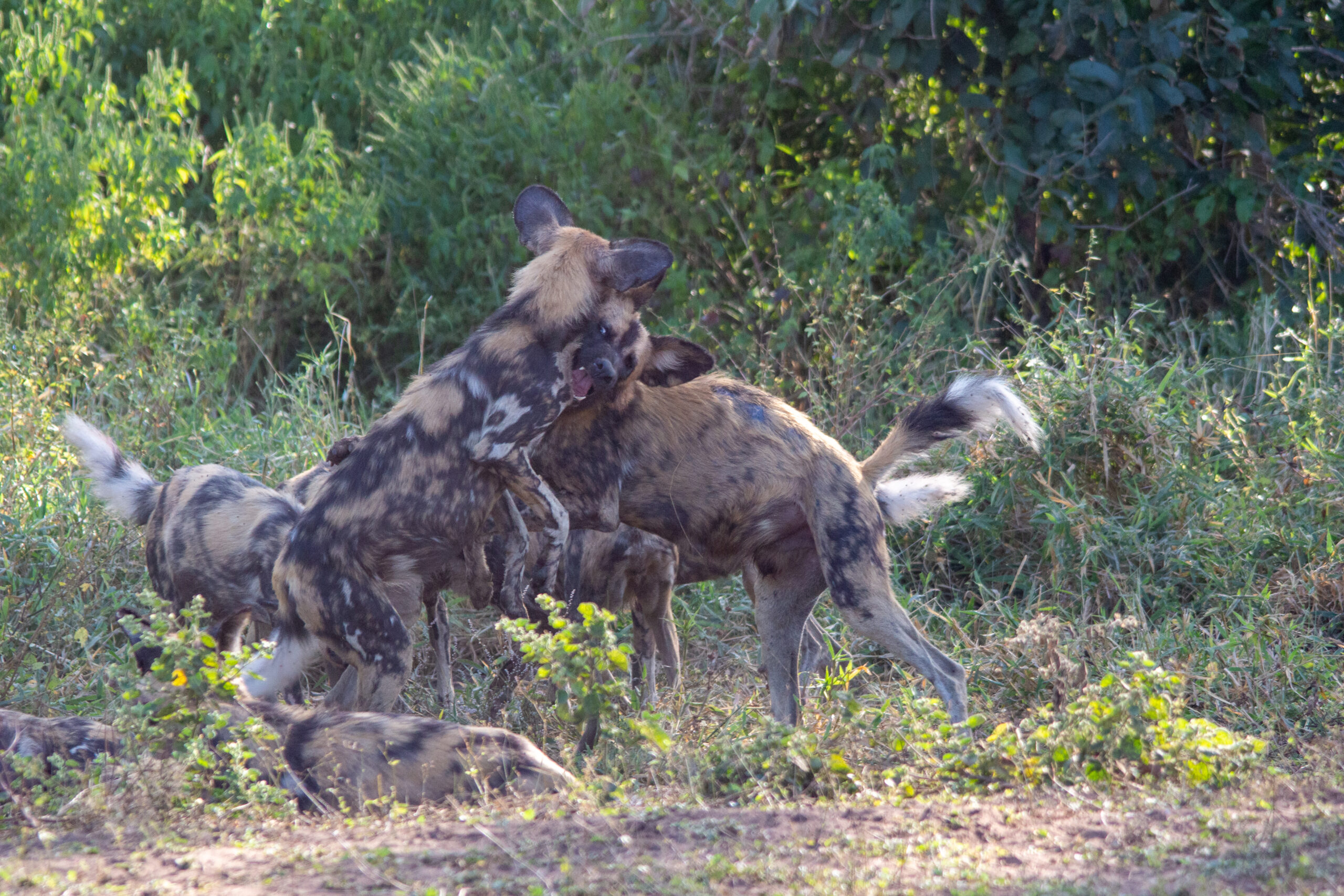 Wilde honden in Majete Game Reserve