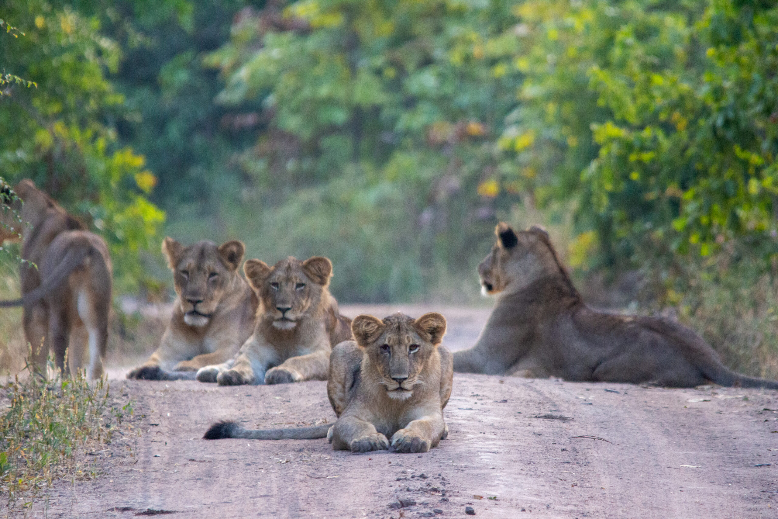 Leeuwen in Liwonde National Park