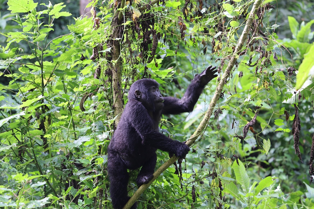Jonge berggorilla in Bwindi Impenetrable National Park Uganda