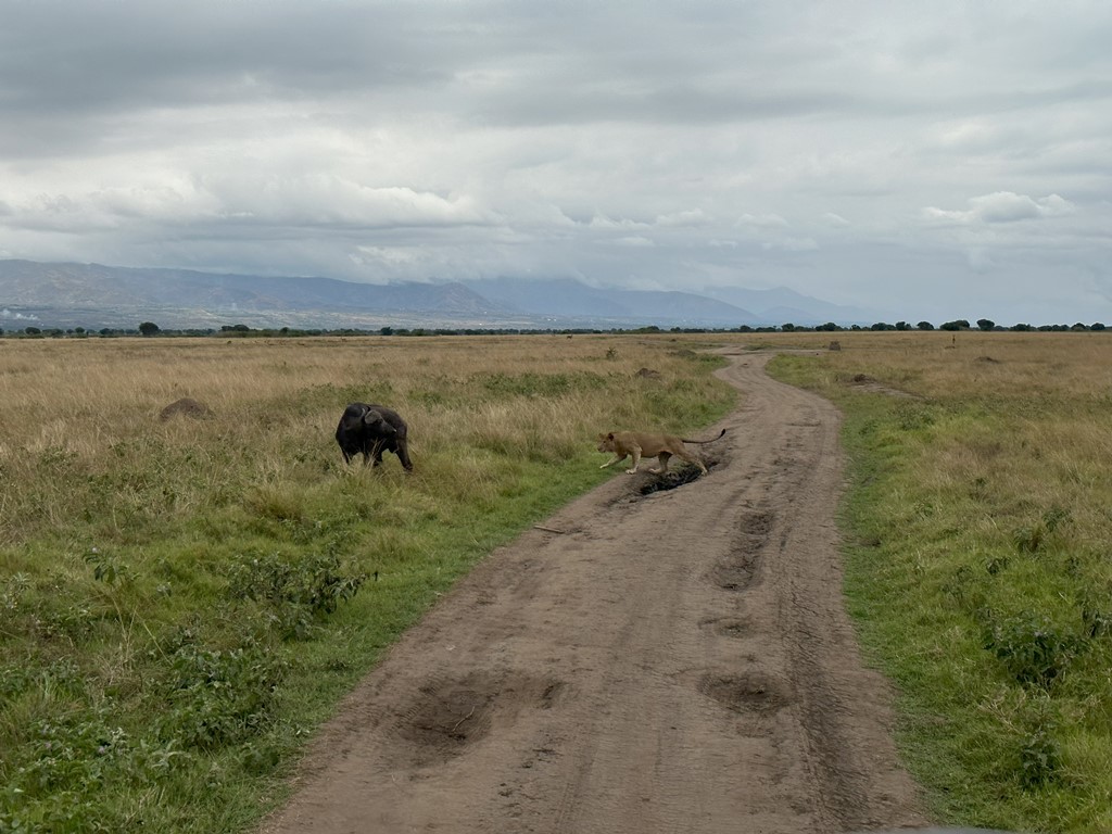 Leeuw en buffel in Queen Elizabeth National Park Uganda