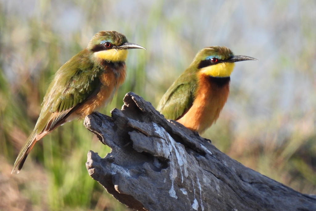 Little Bee-eaters tijdens safari Karin en Kees