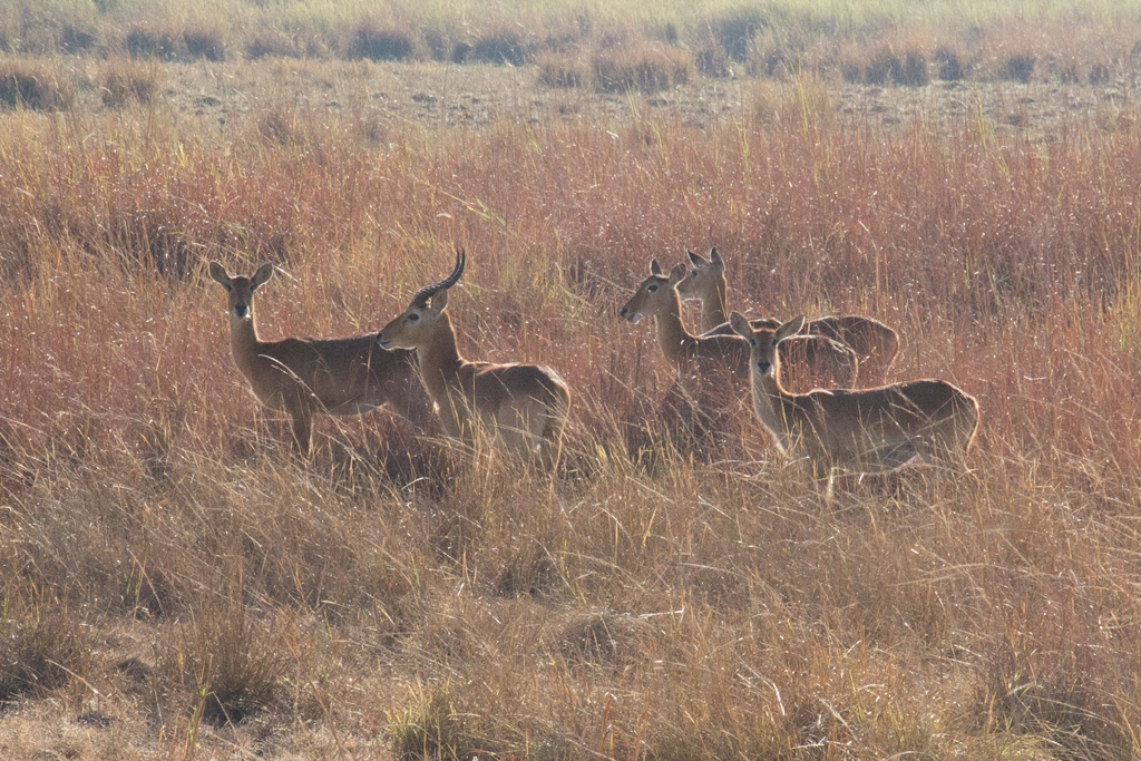 Red lechwes in Kafue National Park Zambia