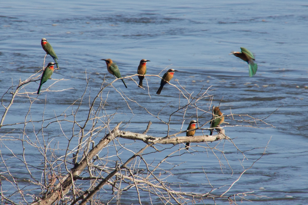 White fronted bee eaters in Lower Zambezi National Park Zambia