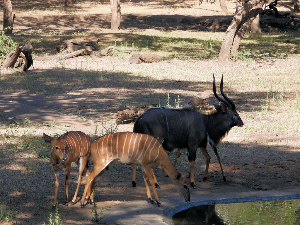 Nyala's in Majete Wildlife Reserve Malawi
