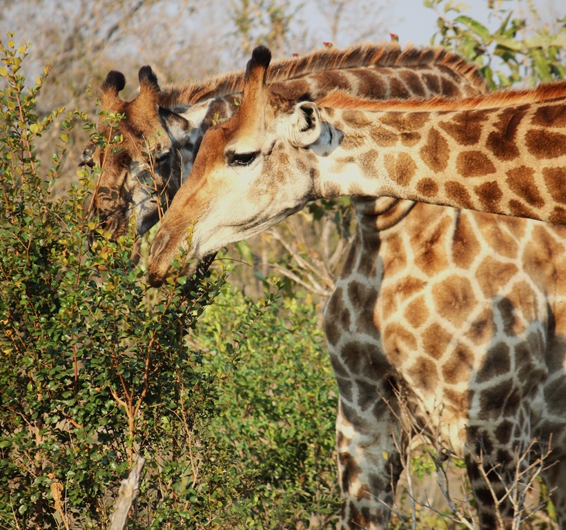 Smullende giraffen in Zuid-Afrika