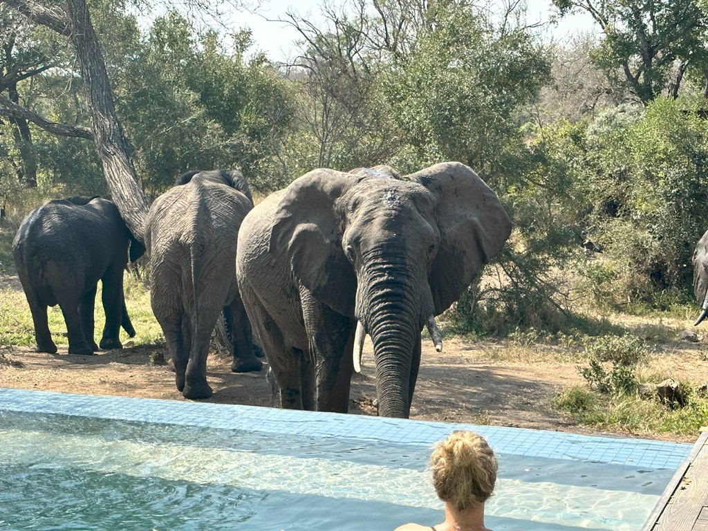 Zwemmen met olifanten in Zuid-Afrika