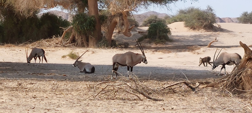Gemsbokken in Kaokoland Namibië