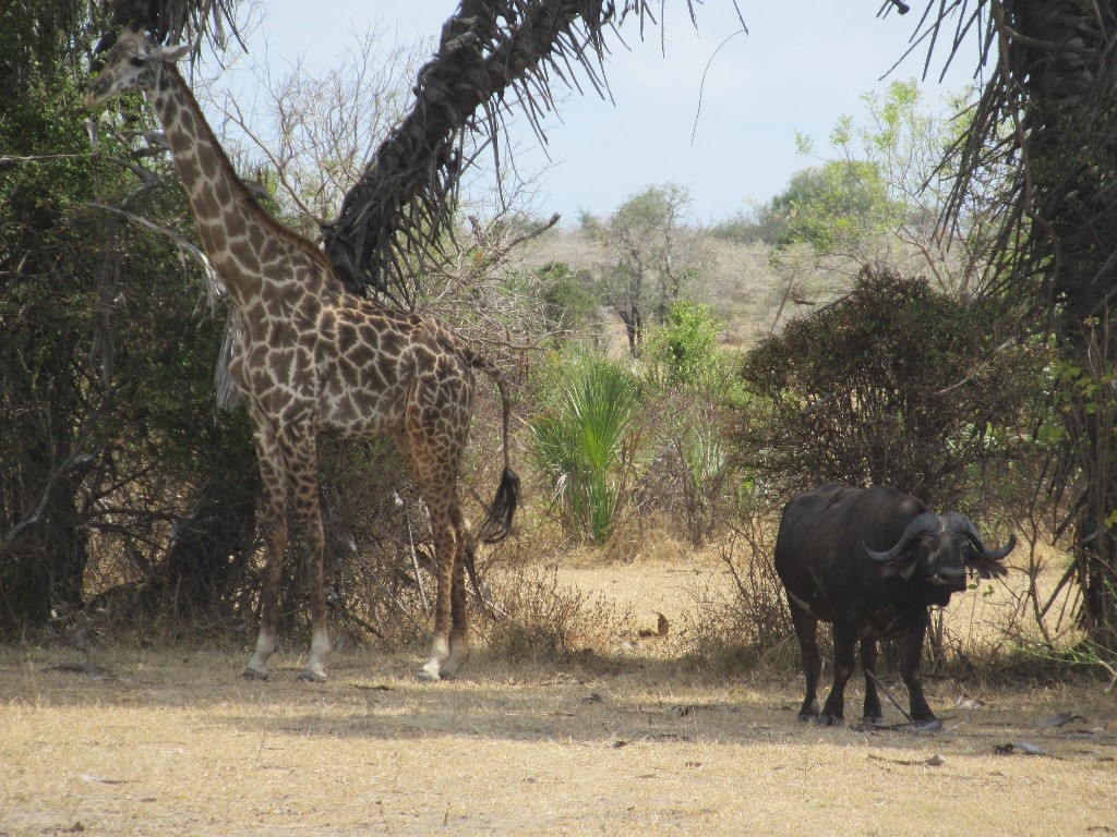 Giraffe en buffel tijdens game drive in Nyerere National Park Tanzania
