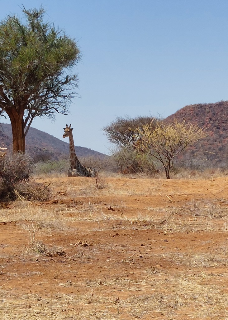 Liggende giraffe in Damarland Namibië