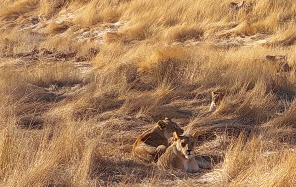 Woestijn leeuwen in Damaraland Namibië