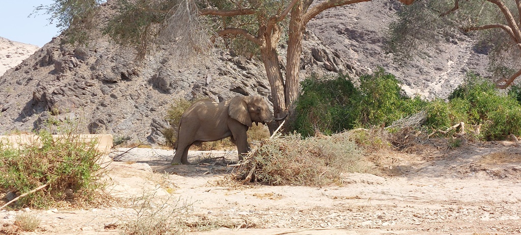 Woestijn olifant in Kaokoland Namibië