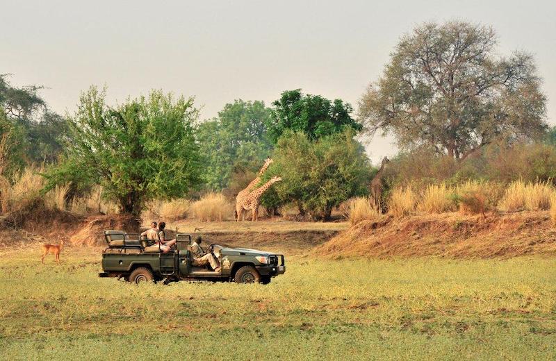 Game drive met giraffen in South Luangwa National Park tijdens het Groene Seizoen