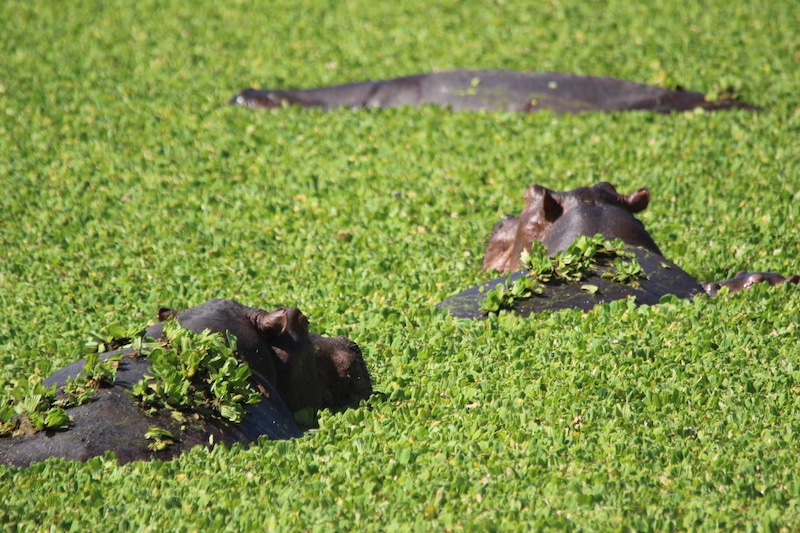 Nijlpaarden in South Luangwa National Park, Zambia